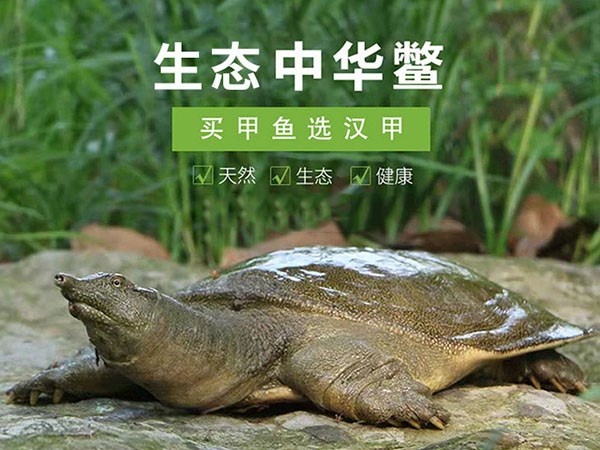 尊龙凯时人生就是搏中华鳖