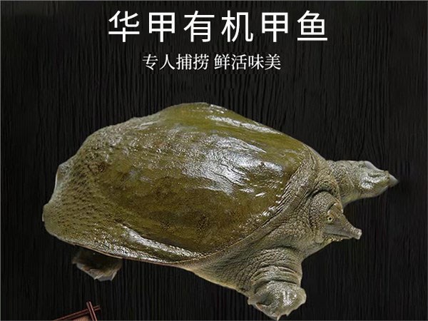 尊龙凯时人生就是搏有机甲鱼